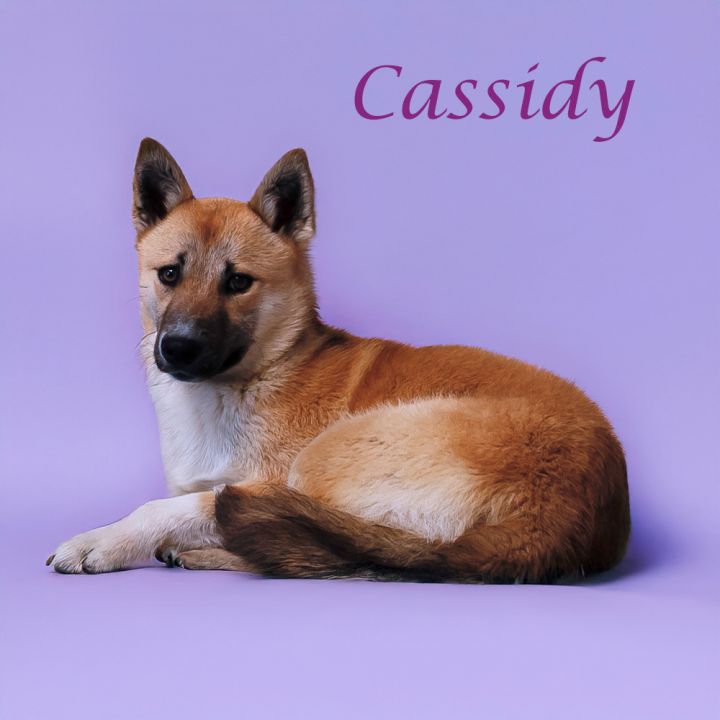 Cassidy D25-071 6