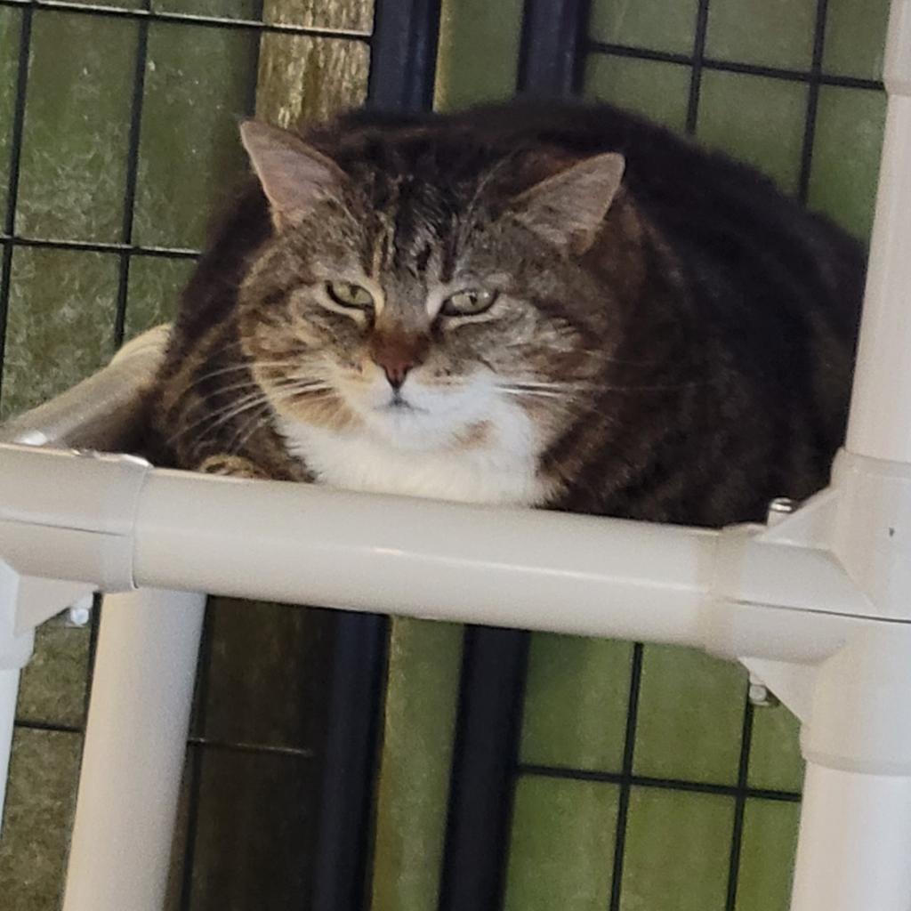 Cat Benatar