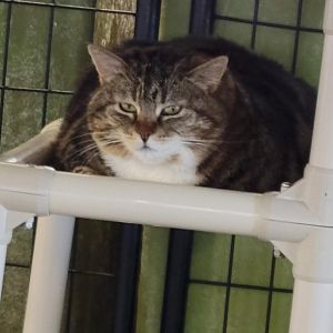 Cat Benatar