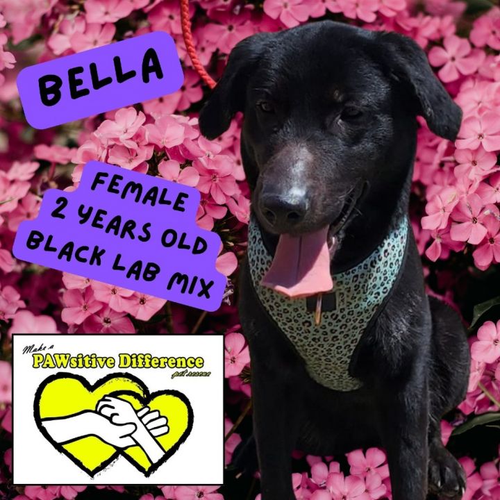 Bella OS NV 1