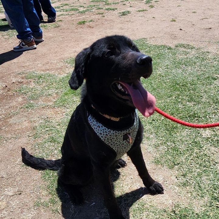 Bella OS NV 3