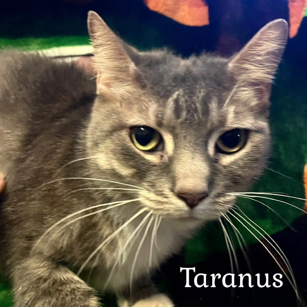 Taranus