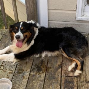 Sammy