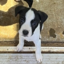 Jack 1