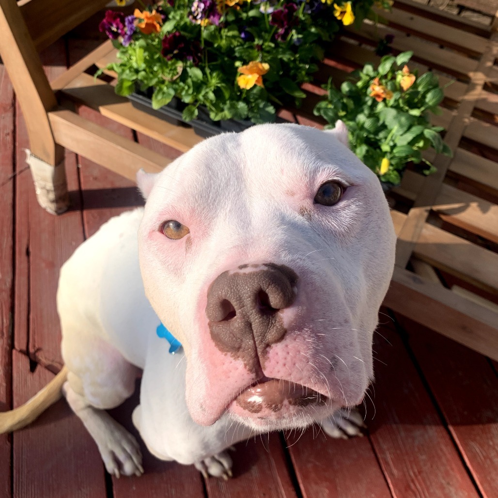 Ludo