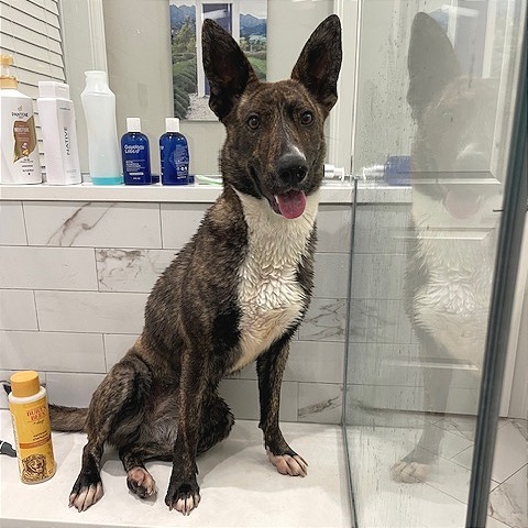 Bonita