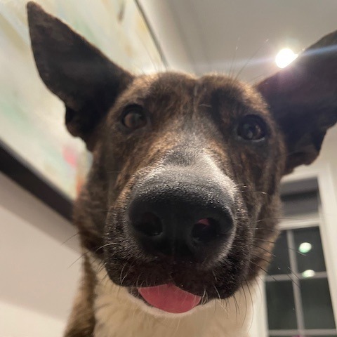 Bonita