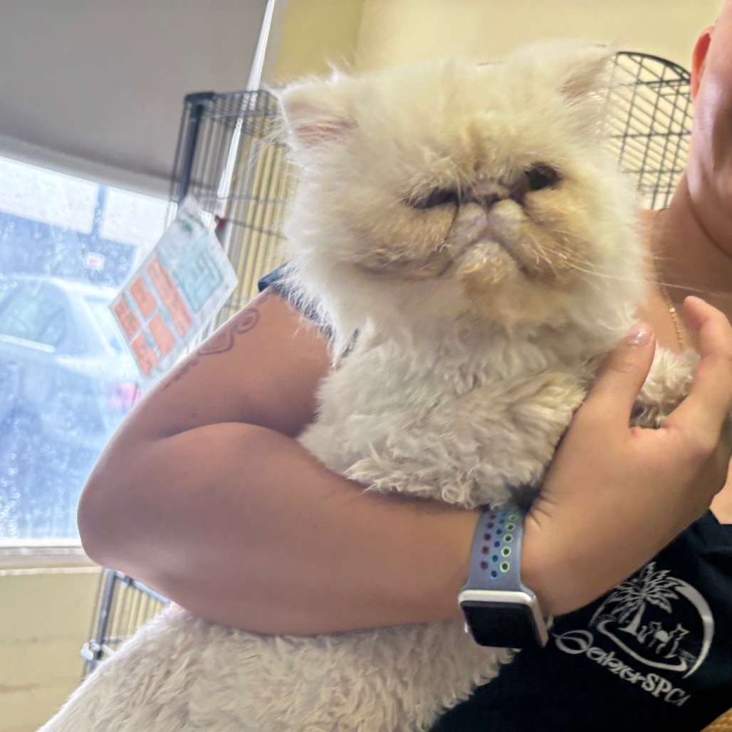 Appa, an adoptable Persian in Wahiawa, HI, 96786 | Photo Image 1