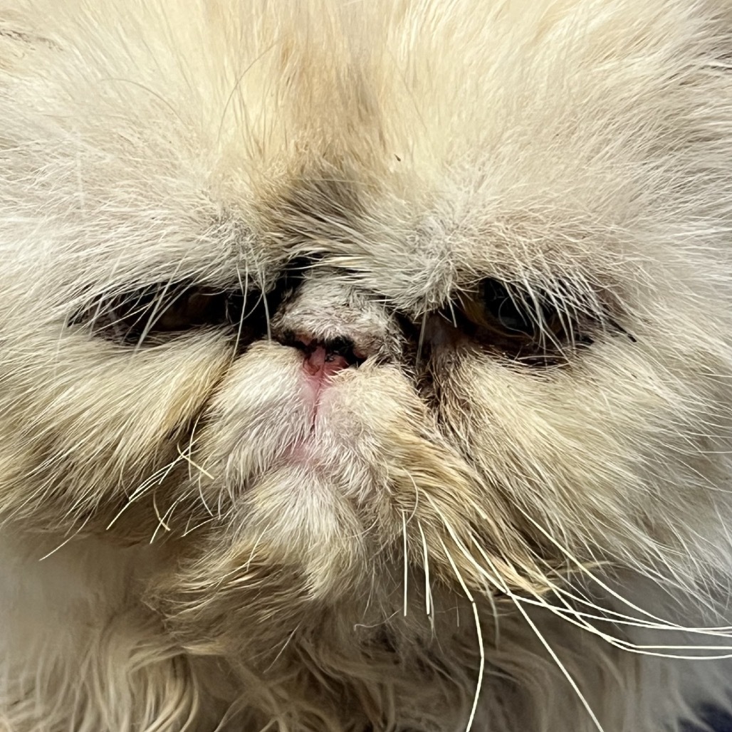 Appa, an adoptable Persian in Wahiawa, HI, 96786 | Photo Image 2