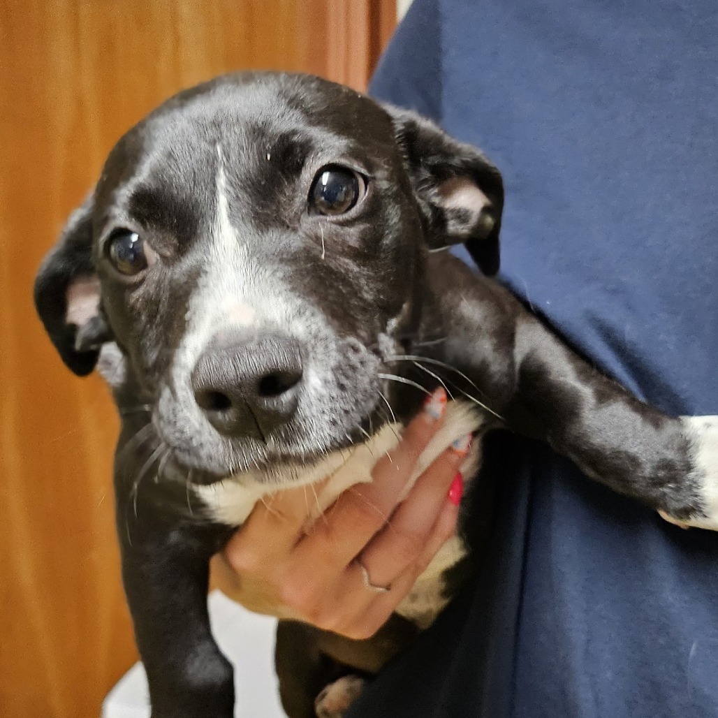 Hannah, an adoptable Terrier, Mixed Breed in Wahiawa, HI, 96786 | Photo Image 1