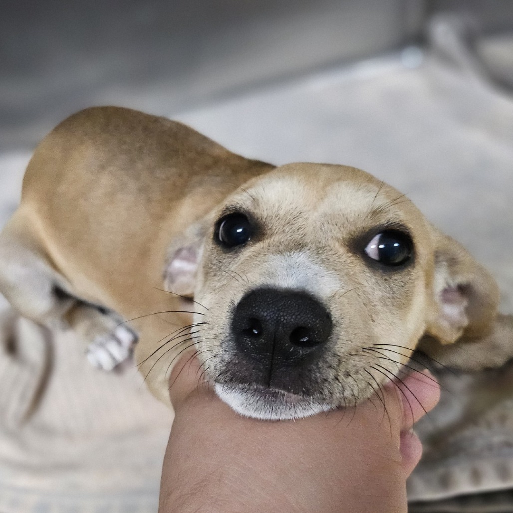 Nichole, an adoptable Terrier, Mixed Breed in Wahiawa, HI, 96786 | Photo Image 1