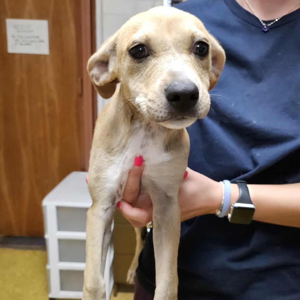 Nichole, an adoptable Terrier, Mixed Breed in Wahiawa, HI, 96786 | Photo Image 2