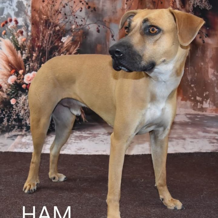 Ham 1