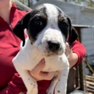 Lucille Jack Russell Terrier Dog
