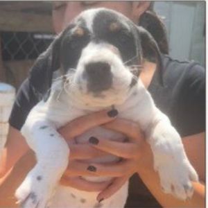 Bama Jack Russell Terrier Dog
