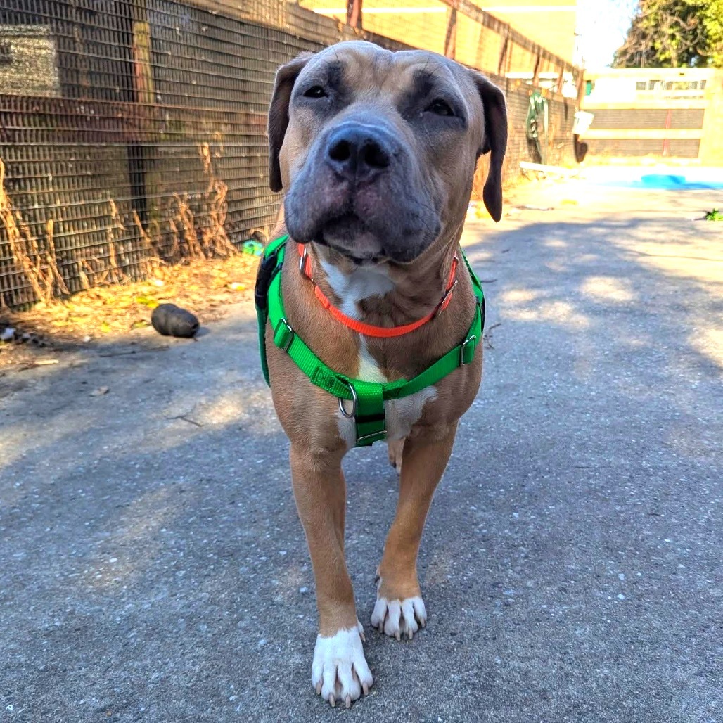 Nova