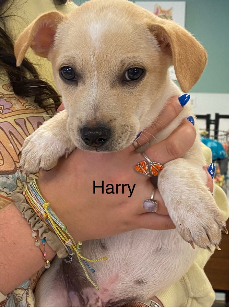 Harry