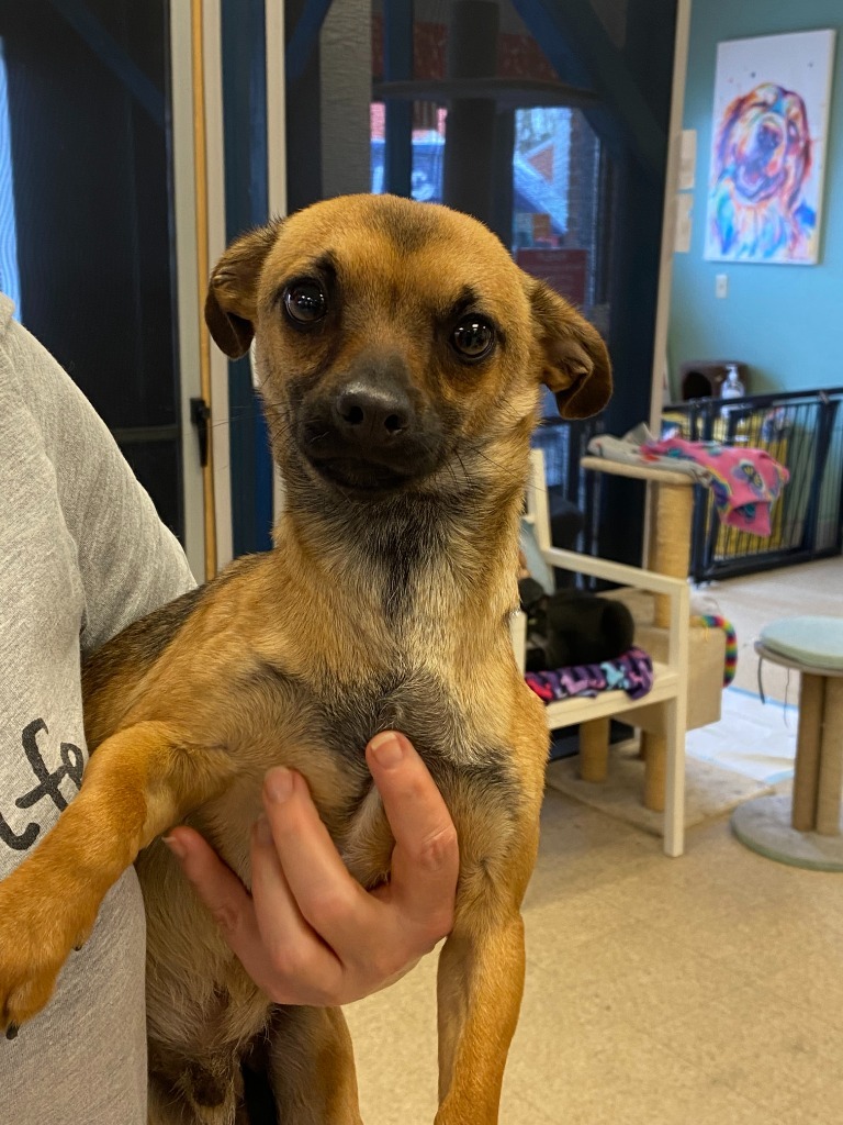 Valentino, an adoptable Chihuahua, Mixed Breed in Heber City, UT, 84032 | Photo Image 1