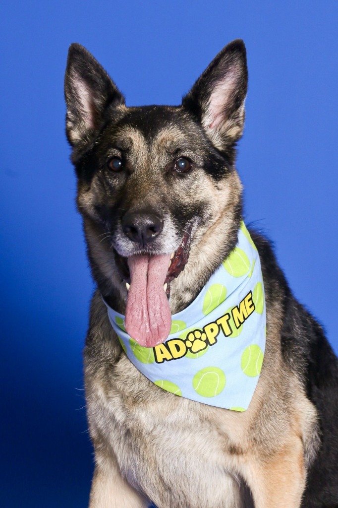 Jade (Hera), an adoptable German Shepherd Dog in Heber City, UT, 84032 | Photo Image 1