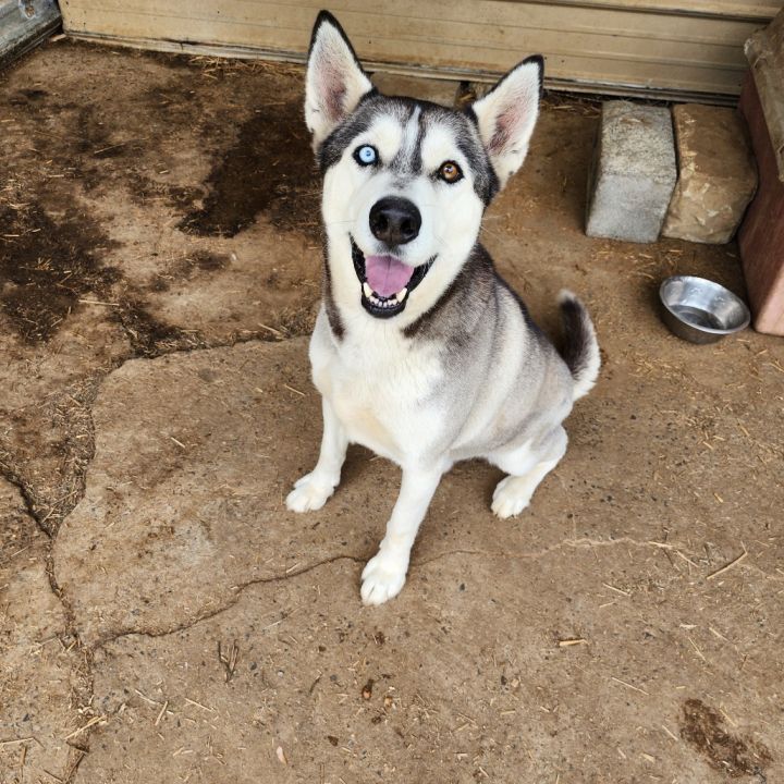 Timber 1