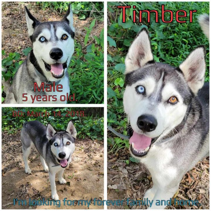 Timber 2