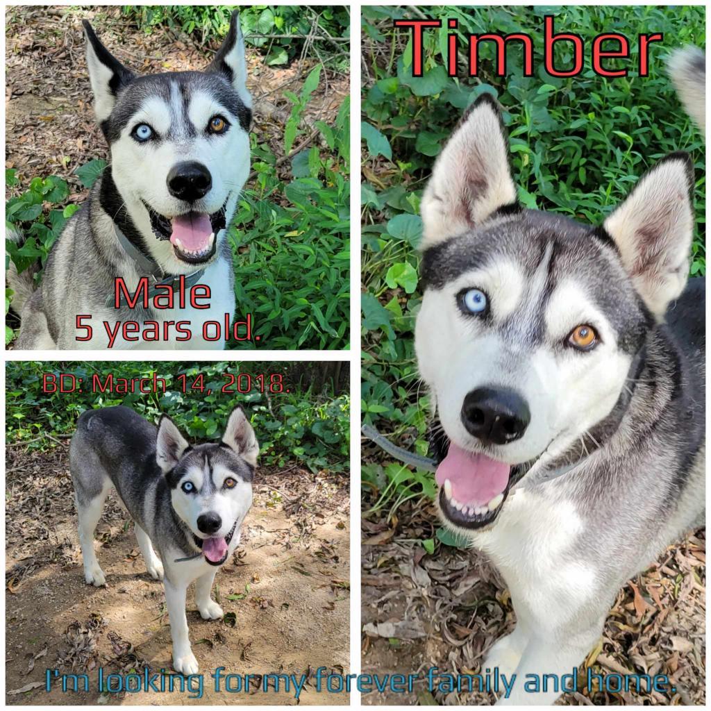 Timber