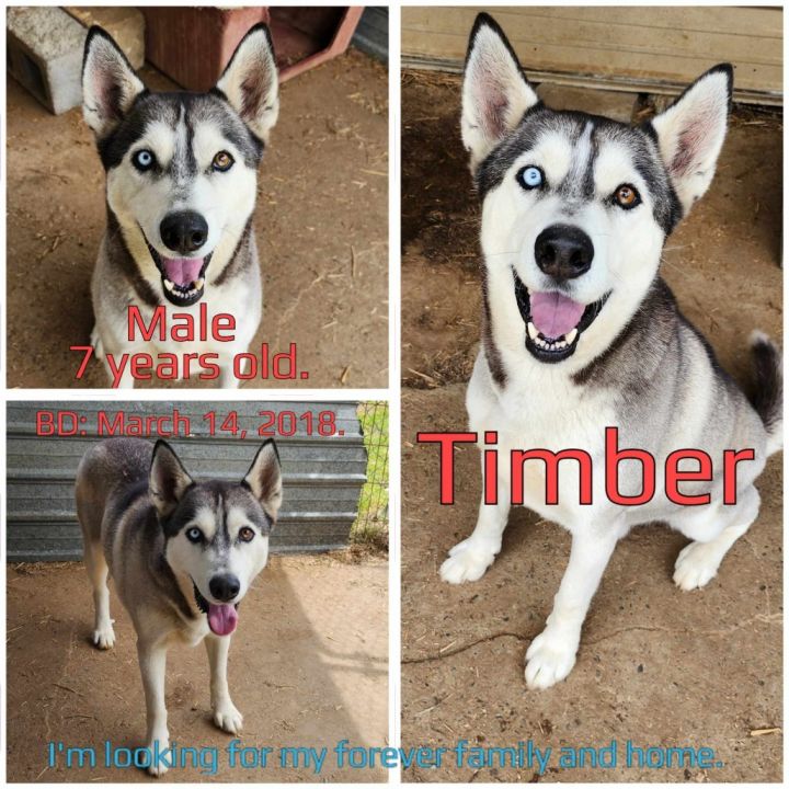 Timber 5