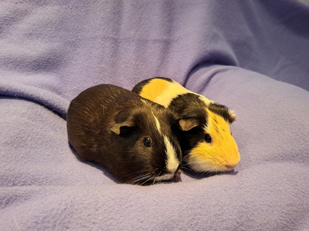 Raya and Ruby