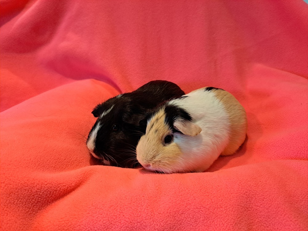 Raya and Ren