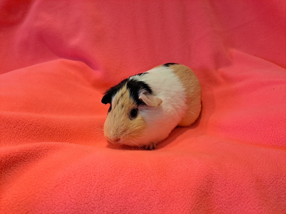 Raya and Ren