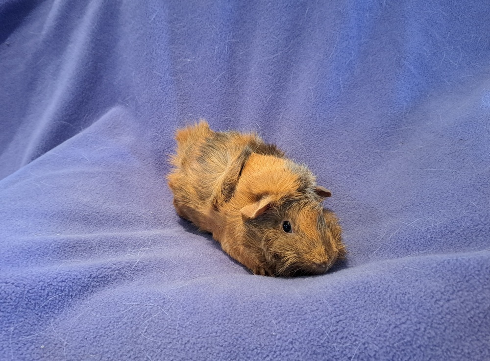 Ghirardelli and Toffee