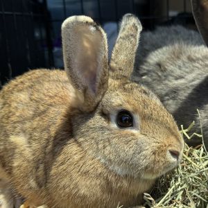 Waffles, Adult Female unknown