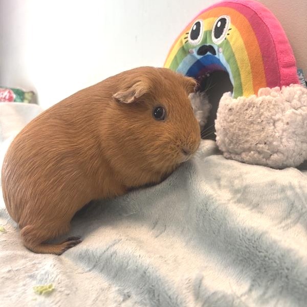Marmalade
