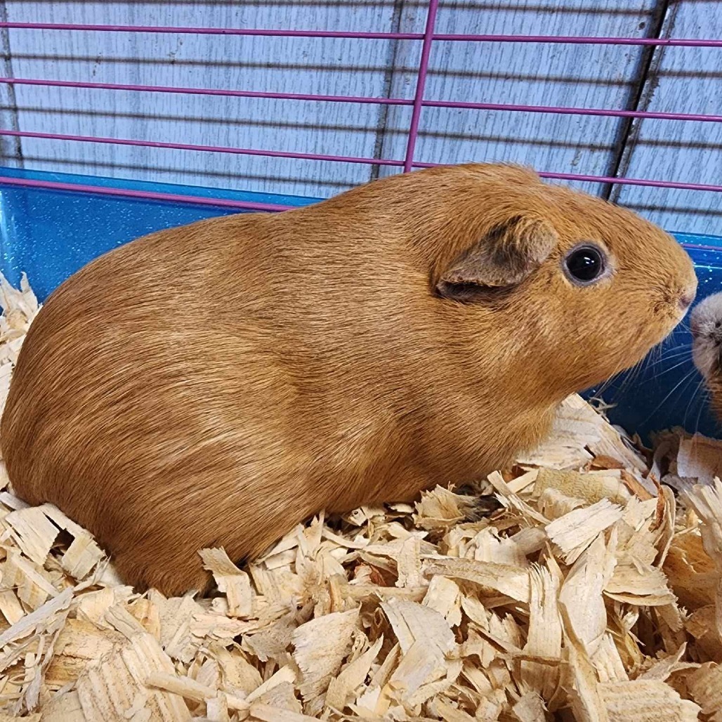 Marmalade