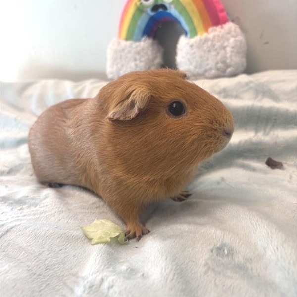 Marmalade