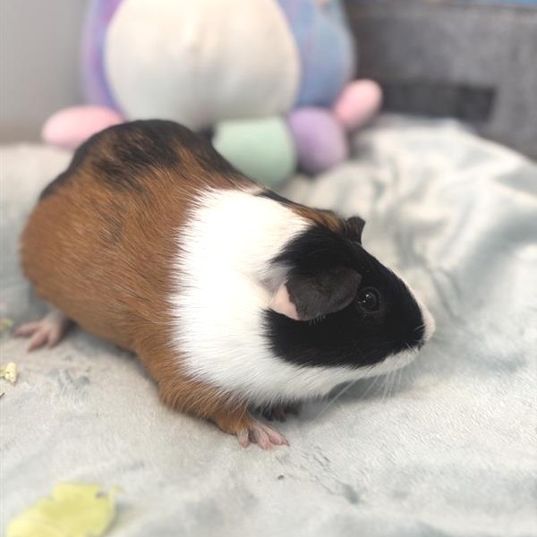 Smores