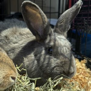 Bluebell, Adult Female unknown