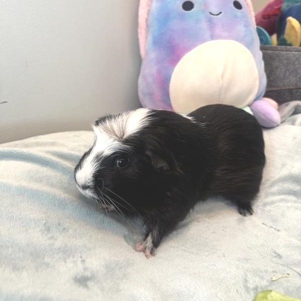 Mini Cow
