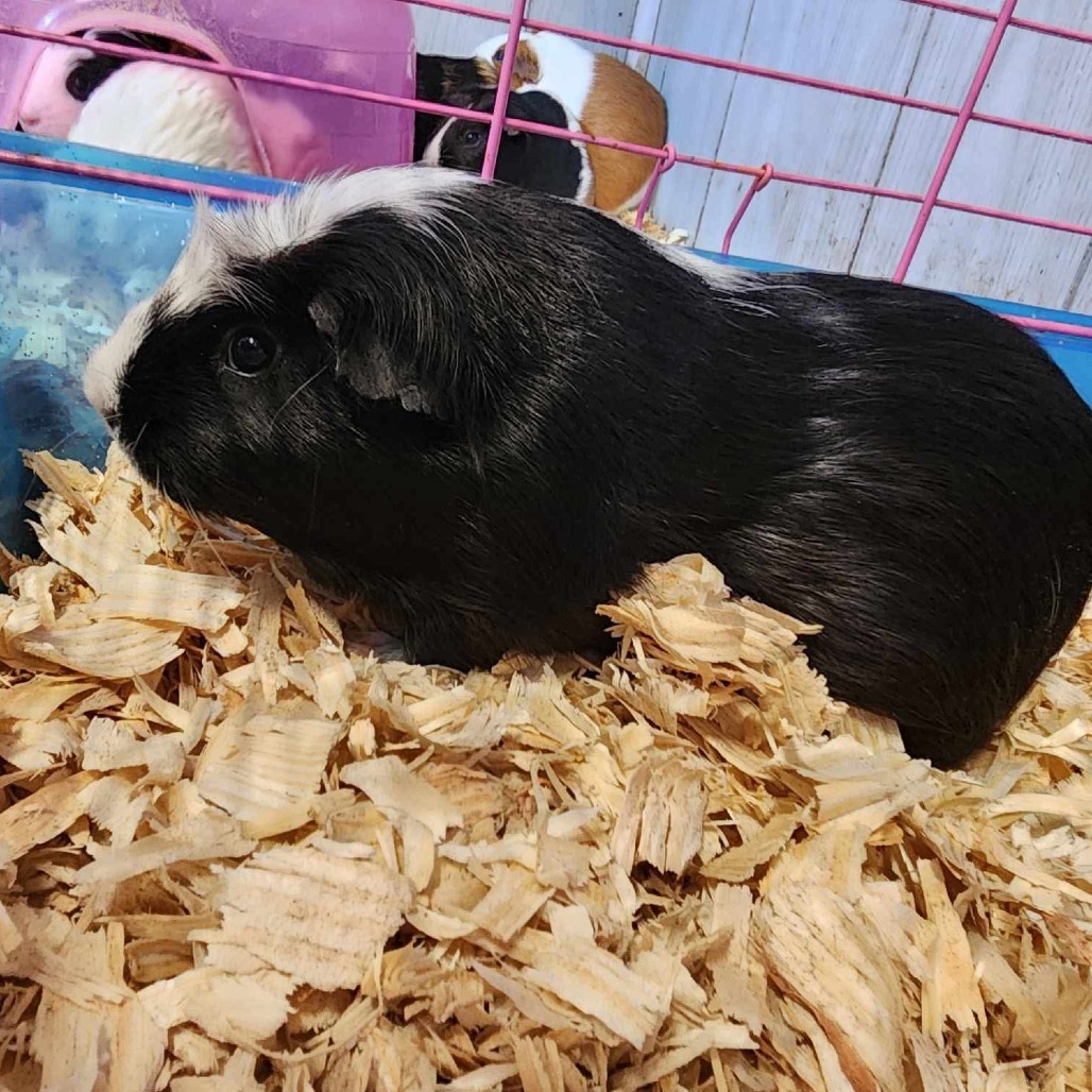 Mini Cow