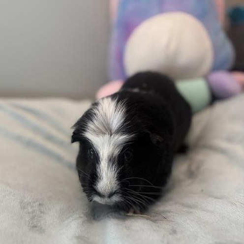 Mini Cow