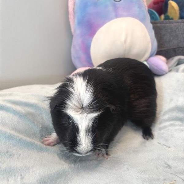 Mini Cow