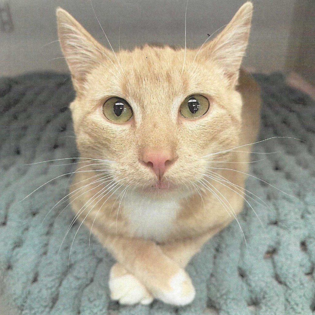 DEWY BONDED TO MOONE