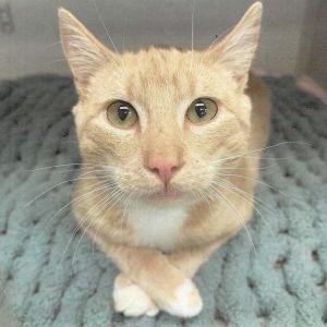 DEWY BONDED TO MOONE, Adult Male Domestic Medium Hair