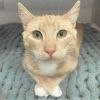 DEWY BONDED TO MOONE