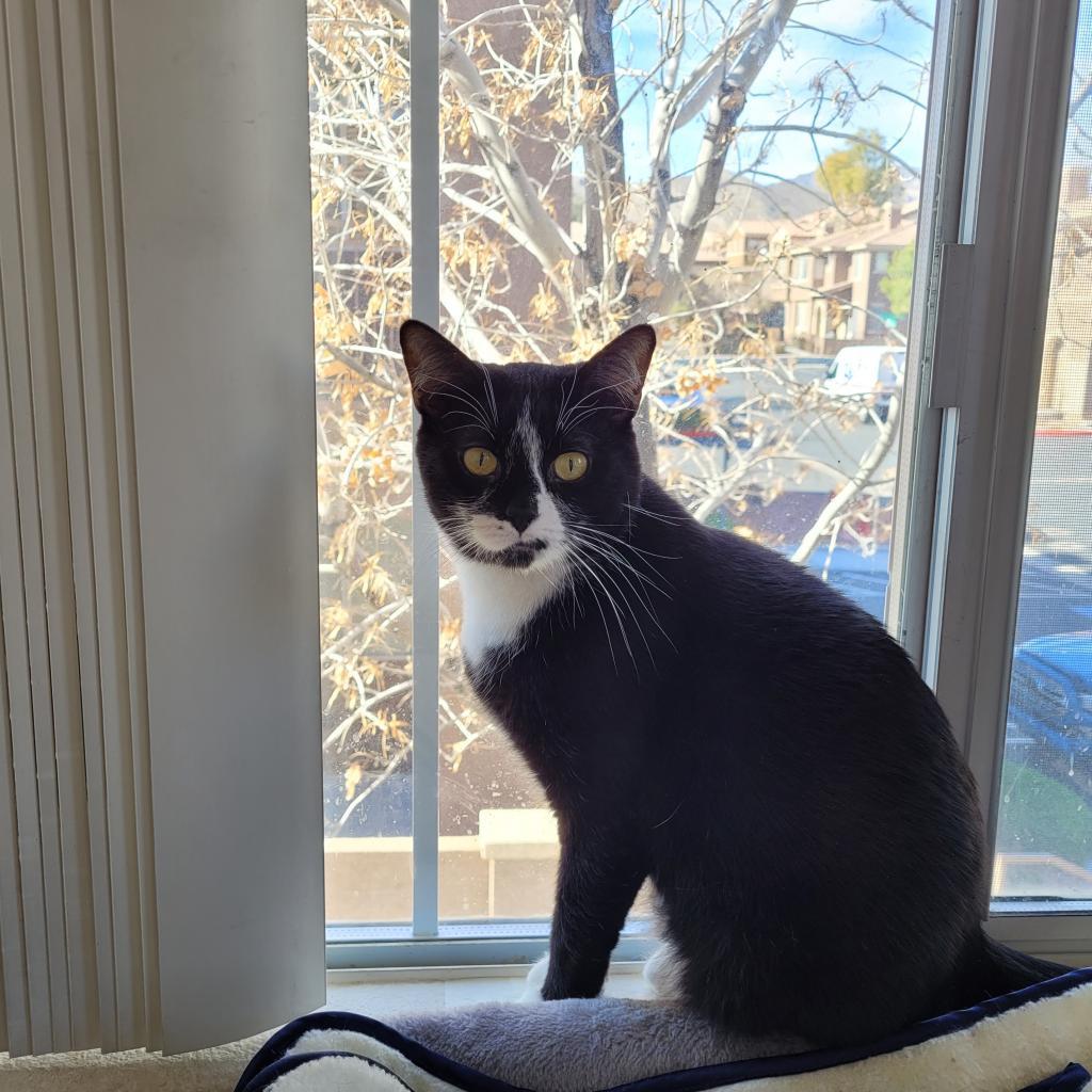 Magnolia, an adoptable Domestic Short Hair in Las Vegas, NV, 89146 | Photo Image 5