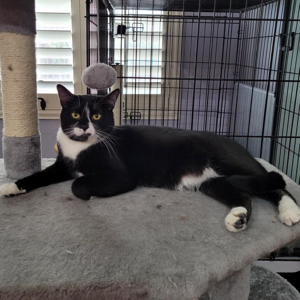 Magnolia, an adoptable Domestic Short Hair in Las Vegas, NV, 89146 | Photo Image 6