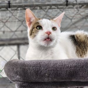 Peach, Adult Female unknown