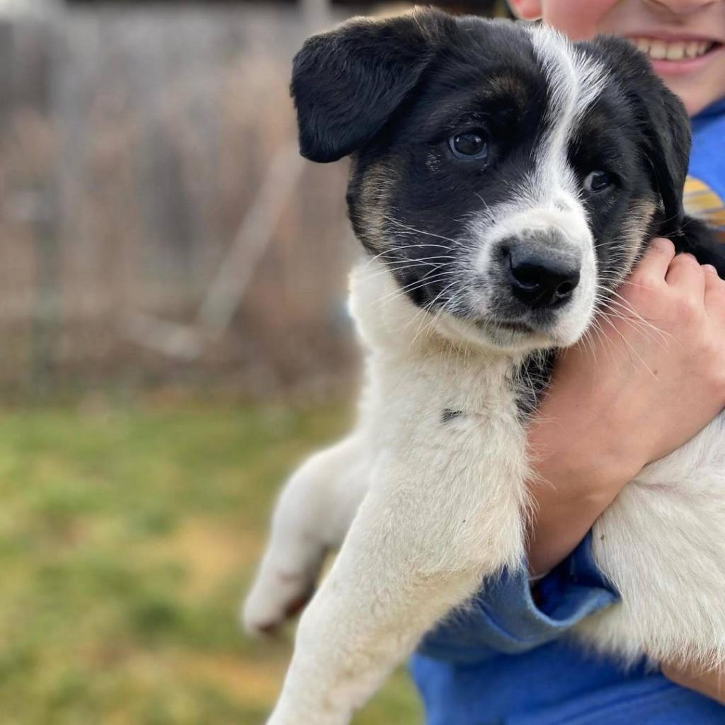 Fiona, an adoptable Siberian Husky, Canaan Dog in Cashmere, WA, 98815 | Photo Image 2