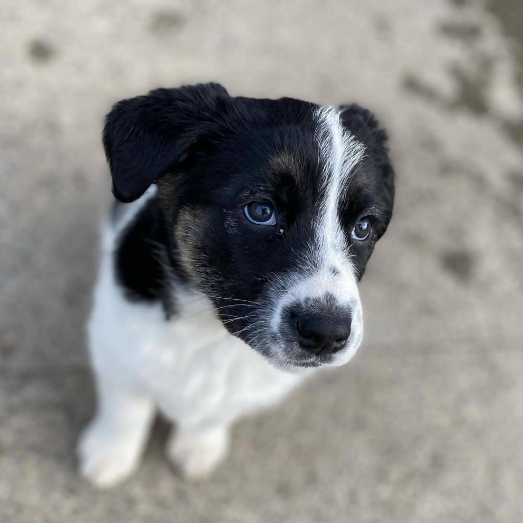 Fiona