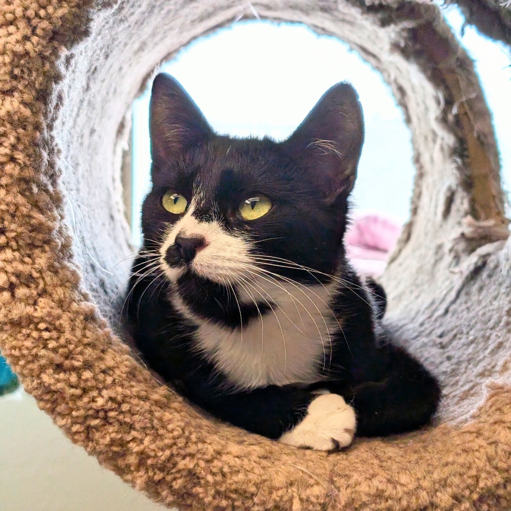 Madraya, an adoptable Domestic Short Hair in Spokane, WA, 99217 | Photo Image 1
